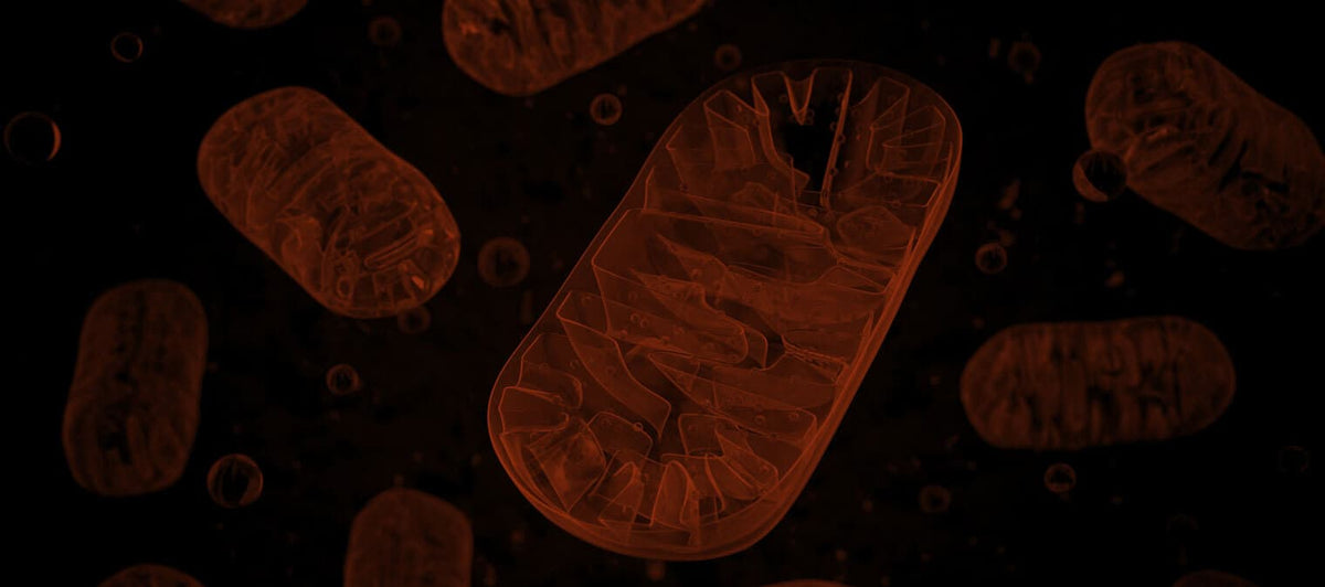 What Is ATP and How Does Your Body Make It?