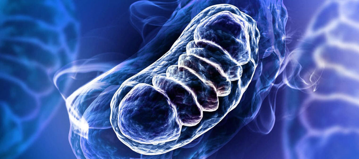 Ubiquinol vs CoQ10: What Is the Difference?