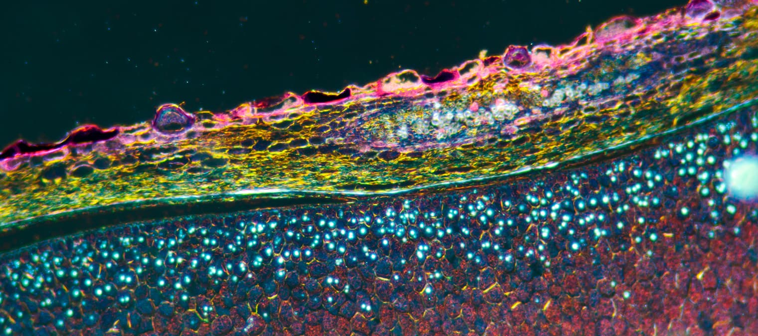 What Is Cellular Health